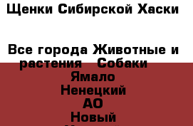 Щенки Сибирской Хаски - Все города Животные и растения » Собаки   . Ямало-Ненецкий АО,Новый Уренгой г.